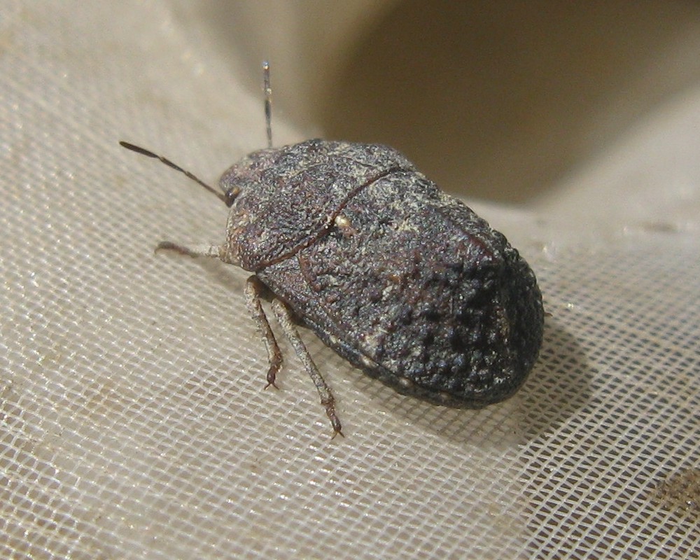 Scutelleride su Echium: Psacasta tuberculata, in Liguria